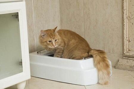 猫咪尿不出来还能多喂水吗怎么喂