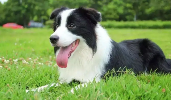边境牧羊犬异常掉毛的原因，你真的知道吗？