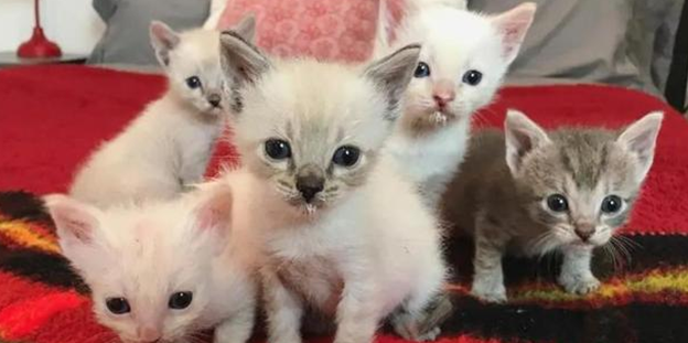 猫生孩子隔多久生一只 猫生孩子隔多久生一只