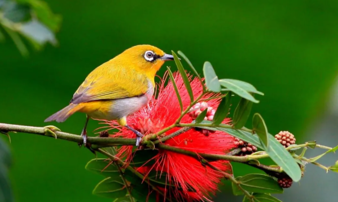 绣眼鸟的寿命,你知道有多久吗?