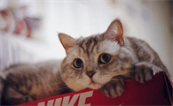 猫可以吃杨梅果肉吗为什么
