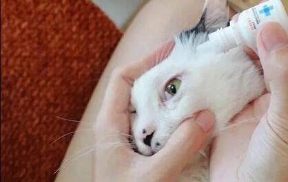 猫眼睛红肿流眼泪是怎么回事吃什么药