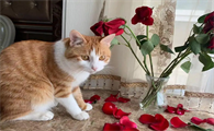 猫对玫瑰花会过敏吗?怎么解决?