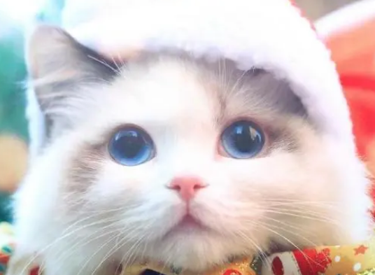 看看布偶猫聪明的话，会有哪些好处
