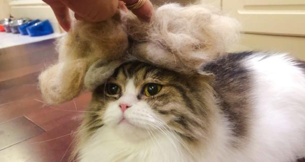今日学习:宠物猫掉毛严重怎么办? 今日学习:宠物猫掉毛严重怎么办?