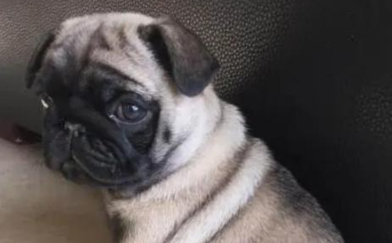 幼犬总叫怎么办 幼犬总叫怎么办