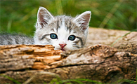 猫肚子两侧鼓还爱喝水可以给它喝吗?