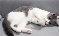 猫咪叼着玩具边走边叫是为什么