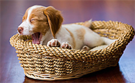 狗狗拉了红色成形大便