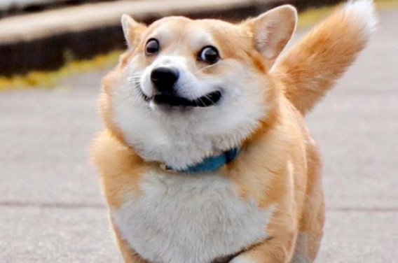 狗狗弓形虫有什么症状 狗狗弓形虫有什么症状