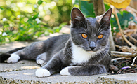 猫得猫瘟会吐吗