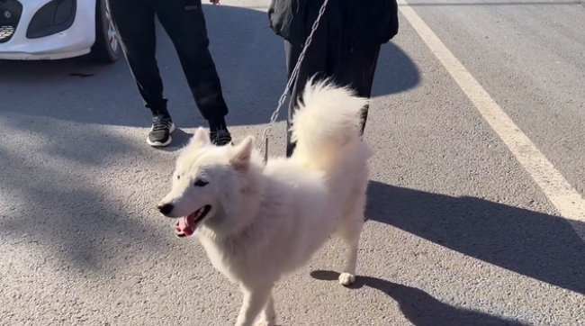 小孩买老人卖，为了卖出高价，卖狗的老人不停询问对方是不是狗贩