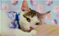 猫尿结石怎么办能治好吗