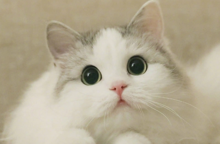 母猫不绝育会怎么样