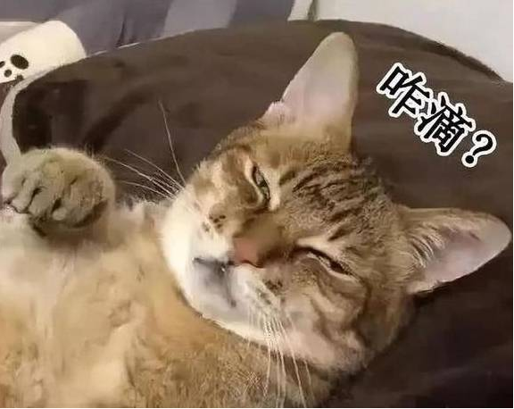 猫咪霸占主人大床,被叫醒后还想打人 猫咪霸占主人大床,被叫醒后还想打人