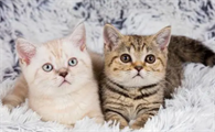 公猫和母猫哪个好养