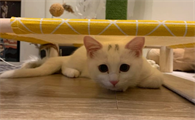 猫刚到家躲起来多久会自己出来吃东西