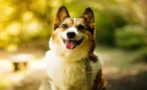 狗狗怀孕呕吐怎么办啊 狗狗怀孕呕吐怎么办啊