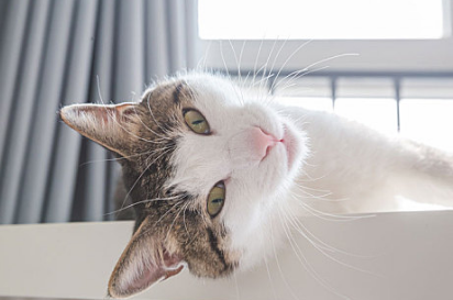 猫怎么剪指甲 猫怎么剪指甲