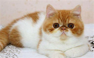 猫的尿有点红是怎么回事