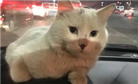 猫可以上公交车吗