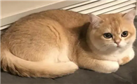 为什么不建议养金渐层猫