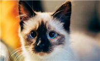 猫打的消炎针是什么药水