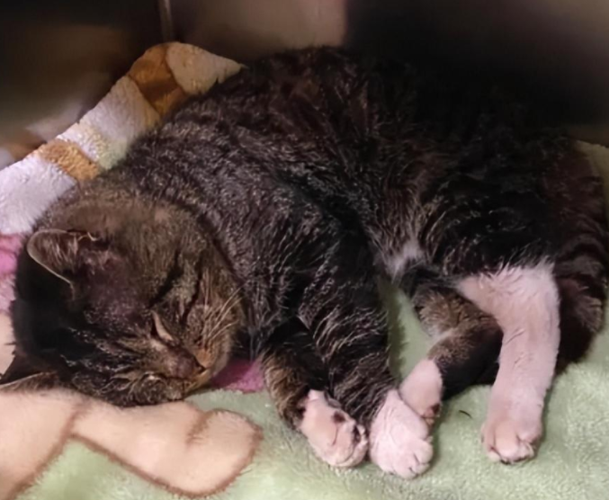 流浪猪咪被举报…居民：“它一天炫八顿！”