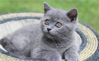 猫咪伤口露肉抹什么药好得快