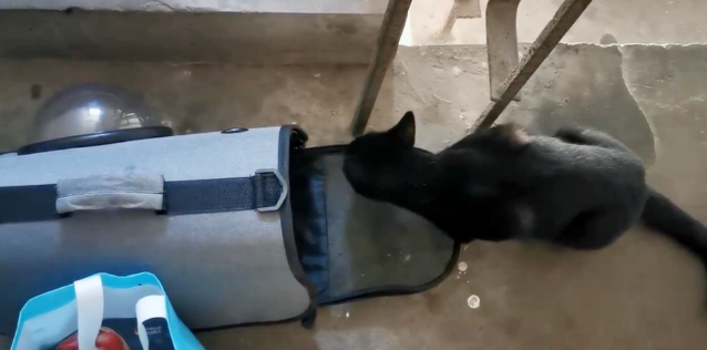 被主人弃养的流浪猫,每天守在人类家门口,为求收留主动钻进猫包 被主人弃养的流浪猫,每天守在人类家门口,为求收留主动钻进猫包