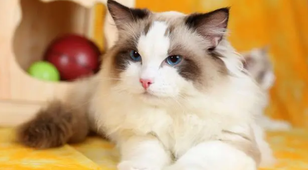 布偶猫为什么容易养死