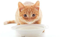 小猫可以喝酸奶吗