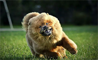 大型松狮犬多少钱一只