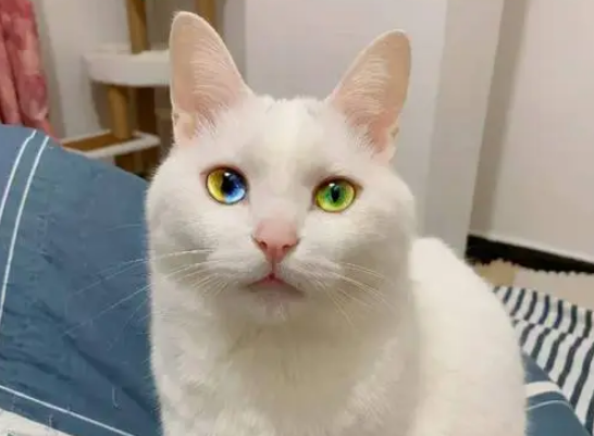 褴褛猫怎么配出来的?其实是这样配种的 褴褛猫怎么配出来的?其实是这样配种的