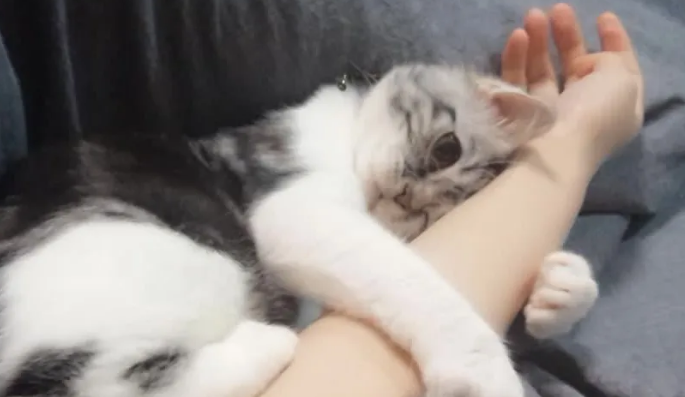 如何让猫咪粘人