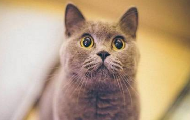 猫的尿道炎要吃多长时间药才能好