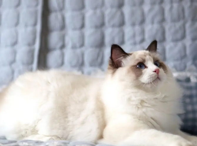 布偶猫聪明吗？好养吗？感兴趣的朋友来了解下！