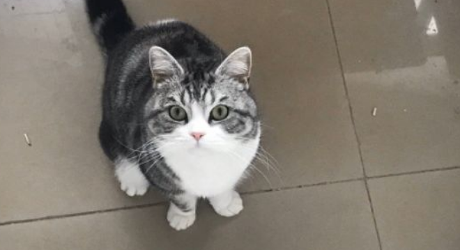 美短猫容易养吗-宠物网