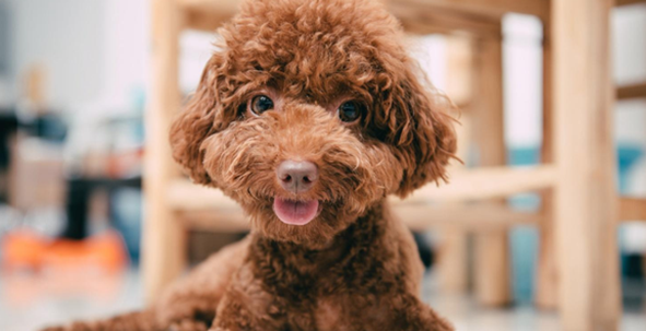 贵宾犬喜欢怎样的主人?新手朋友一定要了解 贵宾犬喜欢怎样的主人?新手朋友一定要了解