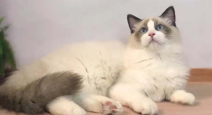 布偶猫只忠诚主人吗？还是对它好就可以~