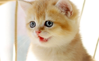 猫咪舔过的饭菜还能吃吗