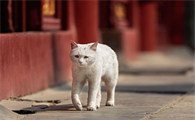 小奶猫一只眼睛睁不开怎么办