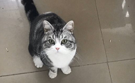 美短猫容易养吗
