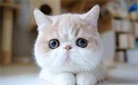 猫瘟一直吐怎么办