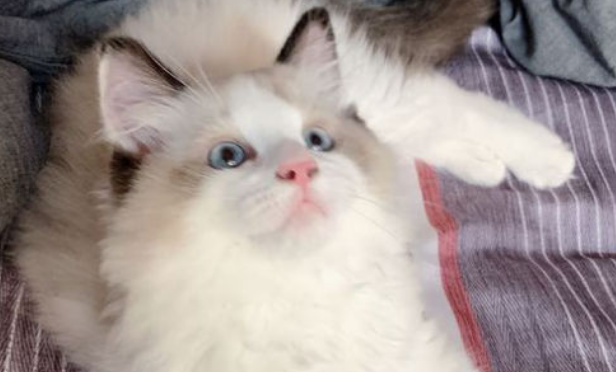 布偶猫普通品相