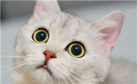 猫咪中枢神经受损怎么治疗
