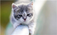 猫咪拉稀没胃口是怎么回事，怎么处理