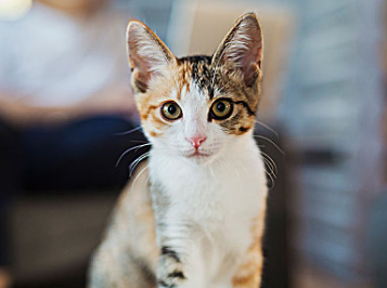 如何判断猫口炎是细菌性还是病毒性
