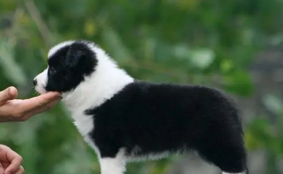 一起来看看边牧是中型犬还是大型犬~