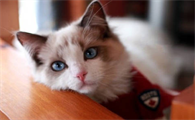 猫两天不尿正常吗怎么回事